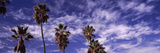 Low Angle View of Palm Trees  Southern California  California  USA