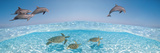 Bottlenose Dolphin Jumping While Turtles Swimming under Water