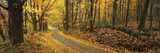 Fall Woods Monadnock NH USA