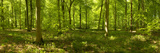 Spring in Thetford Forest  Norfolk  England