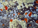 Lichens on Rock CO USA