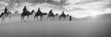Tourists Riding Camels Through the Sahara Desert Landscape Led by a Berber Man  Morocco