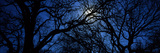 Silhouette of Oak Trees  Texas  USA