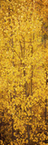 Aspen Trees in Autumn  Colorado  USA