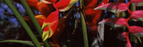 Close-Up of Heliconia Flowers  Hawaii  USA