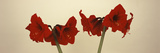 Close-Up of Amaryllis Flowers