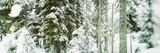 Snow Covered Evergreen Trees at Stevens Pass  Washington State  USA