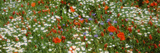 Flowers Blooming in a Field  Tuscany  Italy