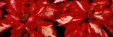 Close-Up of Poinsettia Flowers  California  USA