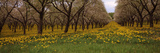 Blooming Dandelions and Cherry Trees in a Park  Traverse City  Grand Traverse County  Michigan  USA