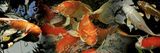 Koi Carp