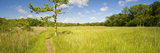 Trail Passing Through a Forest  Upton Broad and Marshes  Norfolk  England