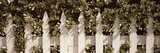 White Picket Fence Surrounded by Bushes Along Truman Avenue  Key West  Monroe County  Florida  USA