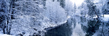 Snow Covered Trees Along a River  Yosemite National Park  California  USA