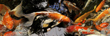 Koi Carp
