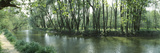 Riverside Forest  Danube River  Hainburg  Lower Austria  Austria