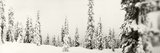Snow Covered Evergreen Trees at Stevens Pass  Washington State  USA