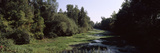 Riverside Forest  Danube River  Lower Austria  Austria