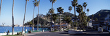 Palm Trees on the Coast  Catalina Island  California  USA