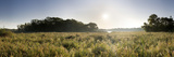 Tall Grass on a Landscape  Upton Broad  Norfolk  England