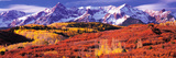 Forest in Autumn with Snow Covered Mountains in the Background  Telluride  San Miguel County  Co