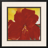 Red Amaryllis  c1937
