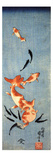 Gold Fish