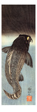 Black Carp