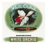 White Orchid