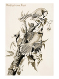 Blue Jay