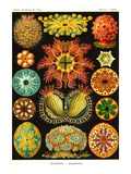 Ascidiae