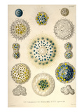 Amoeboid Protozoans