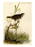 Brown Finch