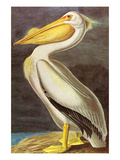 White Pelican