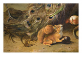 Squirrel Detail from Peacocks