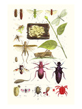 Glow-Worm  Lacewing Fly  Grasshopper Scarlet Spider