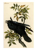 Raven