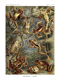 Frogs
