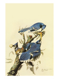 Blue Jay