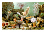 Sea Anemones