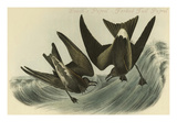 Leach's Petrel - Forked Tail Petrel