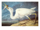 Great White Heron