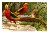 Pheasants