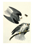 White Tailed Kite