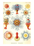 Siphoneae Hydrozoa