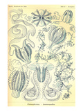 Ctenophorae