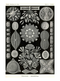 Diatoms