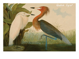 Reddish Egret