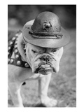 Marine Corps Mascot Looks Like the Average Drill Instructor