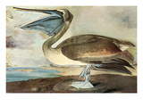 Brown Pelican